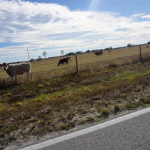 Cows in Florida