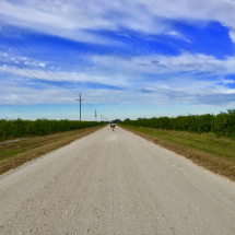 Gravel Road through Orange Groves