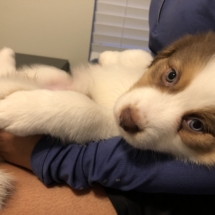 Puppy 4 (purple): 7-9: Girl. Medium white neck. White stripe through head. Small white line on left side just below neck