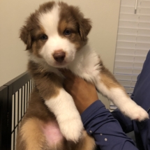 Puppy 7 (dark blue):16-18: Boy. Small white stripe through head. Small white neck