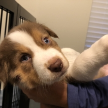 Puppy 1 (light brown): 1-3: Girl. No white neck. White stripe through head. Small white speck on right side of neck