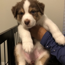 Puppy 3 (Orange):4-6: Girl. Big white neck. White stripe through head