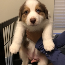 Puppy 4 (purple):7-9: Girl. Medium white neck. White stripe through head. Small white line on left side just below neck