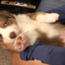 Puppy 7 (dark blue): 16-18: Boy. Small white stripe through head. Small white neck