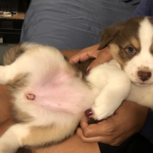 Puppy 3 (Orange): 4-6: Girl. Big white neck. White stripe through head