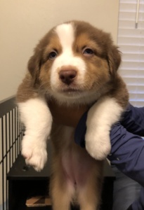 Puppy 1 (light brown):1-3: Girl. No white neck. White stripe through head. Small white speck on right side of neck