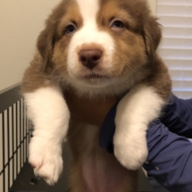 Puppy 1 (light brown):1-3: Girl. No white neck. White stripe through head. Small white speck on right side of neck