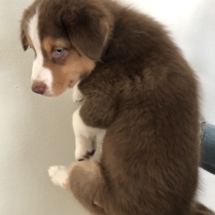 Puppy 1 (light brown) Girl