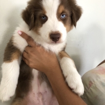 Puppy 7 (dark blue): Boy