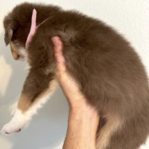 Puppy 1 Pink Female (5 Weeks Old)