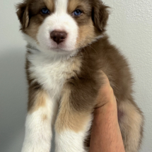 Puppy 6 Blue Male (6 Weeks Old)