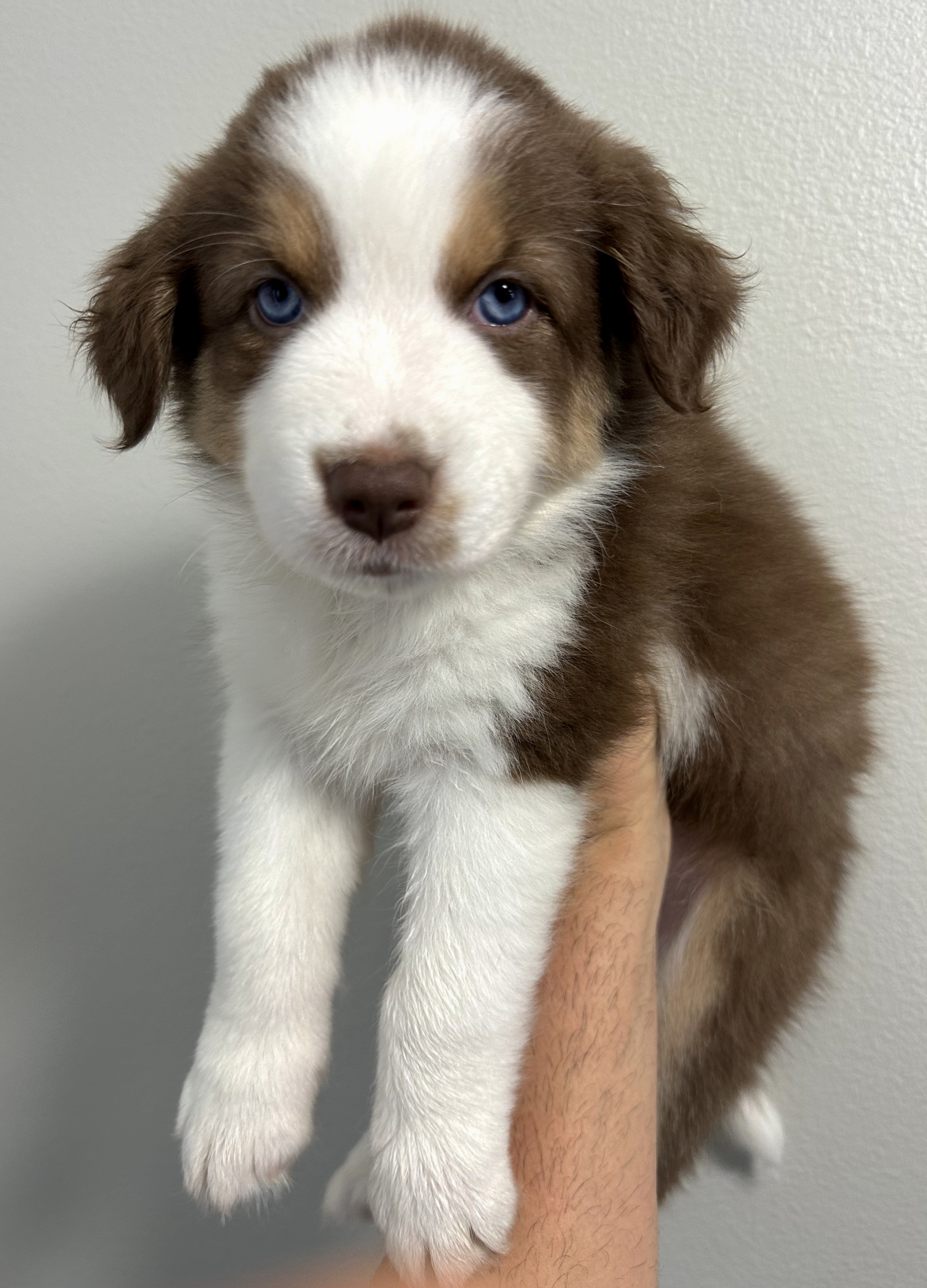 6 week old australian hot sale shepherd